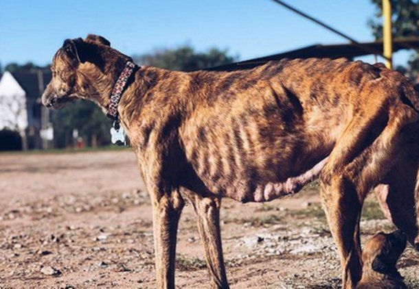 Una galga rescatada del maltrato. Foto: Pichichos al rescate.