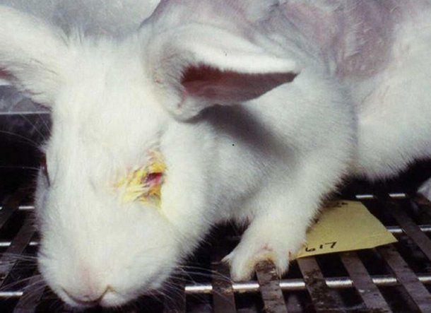 Los animales usados para experimentación están encerrados y son torturados. Foto: Peta.