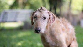 Marcha en contra de la reforma de la ley de maltrato animal: Legaliza el daño a los animales Marcha en contra de la reforma de la ley de maltrato animal: Legaliza el daño a los animales