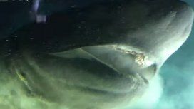 VIDEO: Captaron al tiburón más grande y antiguo del Planeta VIDEO: Captaron al tiburón más grande y antiguo del Planeta
