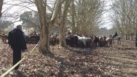 Más de 400 caballos fueron rescatados desnutridos de un campo de Ezeiza: 25 habían muerto Más de 400 caballos fueron rescatados desnutridos de un campo de Ezeiza: 25 habían muerto