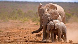 Batalla ganada: prohíben la captura de elefantes de África para ser exportados a zoos del mundo Batalla ganada: prohíben la captura de elefantes de África para ser exportados a zoos del mundo