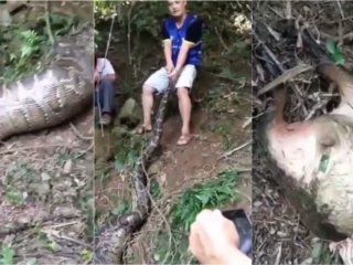 video: una piton de 4 metros se trago una cabra video: una piton de 4 metros se trago una cabra