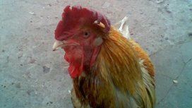 Gallo Gallo