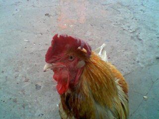 Gallo Gallo