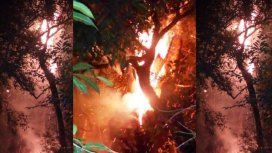 Quiso hacerse un mate y quemó el árbol más antiguo de Misiones Quiso hacerse un mate y quemó el árbol más antiguo de Misiones