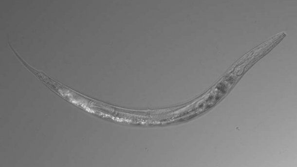 El gusano Auanema sp puede ser de sexo femenino, masculino o hermafrodita