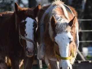 campo del horror: piden donaciones y voluntarios para la recuperacion de caballos campo del horror: piden donaciones y voluntarios para la recuperacion de caballos