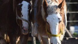 Campo del horror: piden donaciones y voluntarios para la recuperación de caballos Campo del horror: piden donaciones y voluntarios para la recuperación de caballos
