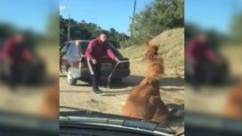 VIDEO: Arrastró a su caballo con el auto hasta dejarlo abatido y quedó detenido VIDEO: Arrastró a su caballo con el auto hasta dejarlo abatido y quedó detenido