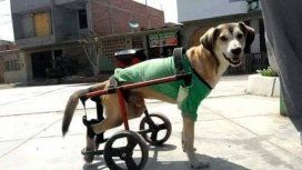 Le robaron la silla de ruedas un perro discapacitado: piden ayuda Le robaron la silla de ruedas un perro discapacitado: piden ayuda