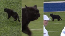 Un gato negro interrumpió un partido de la NFL: ¿a qué equipo le trajo mala suerte? Un gato negro interrumpió un partido de la NFL: ¿a qué equipo le trajo mala suerte?