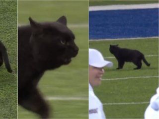 un gato negro interrumpio un partido de la nfl: ¿a que equipo le trajo mala suerte? un gato negro interrumpio un partido de la nfl: ¿a que equipo le trajo mala suerte?