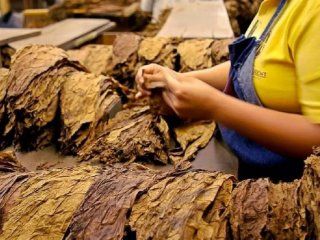 tabacalera sarandi negocia inversiones en corrientes tabacalera sarandi negocia inversiones en corrientes