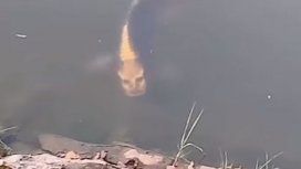 Todavía nadie aclaró qué especie de pez sería éste Todavía nadie aclaró qué especie de pez sería éste