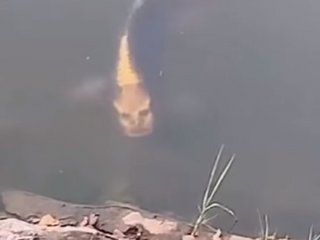 Todavía nadie aclaró qué especie de pez sería éste Todavía nadie aclaró qué especie de pez sería éste