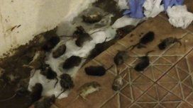 Por una invasión de ratas Por una invasión de ratas