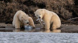 Tristeza por las imágenes de dos osos polares comiendo plástico por el hambre Tristeza por las imágenes de dos osos polares comiendo plástico por el hambre