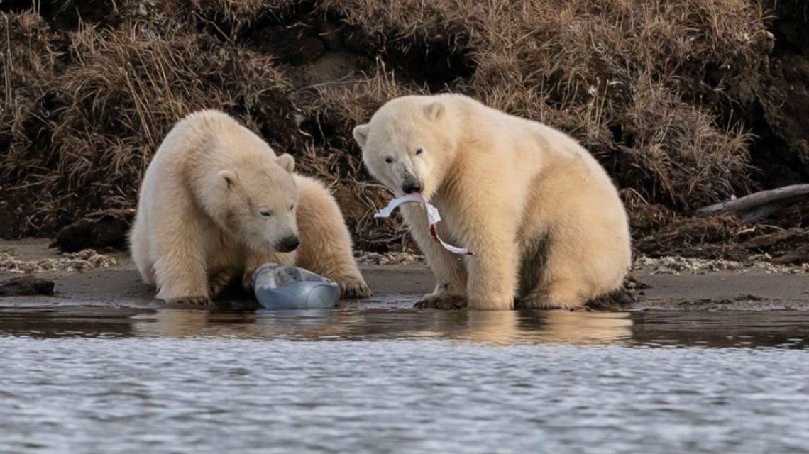 Tristeza por las imágenes de dos osos polares comiendo plástico por el hambre