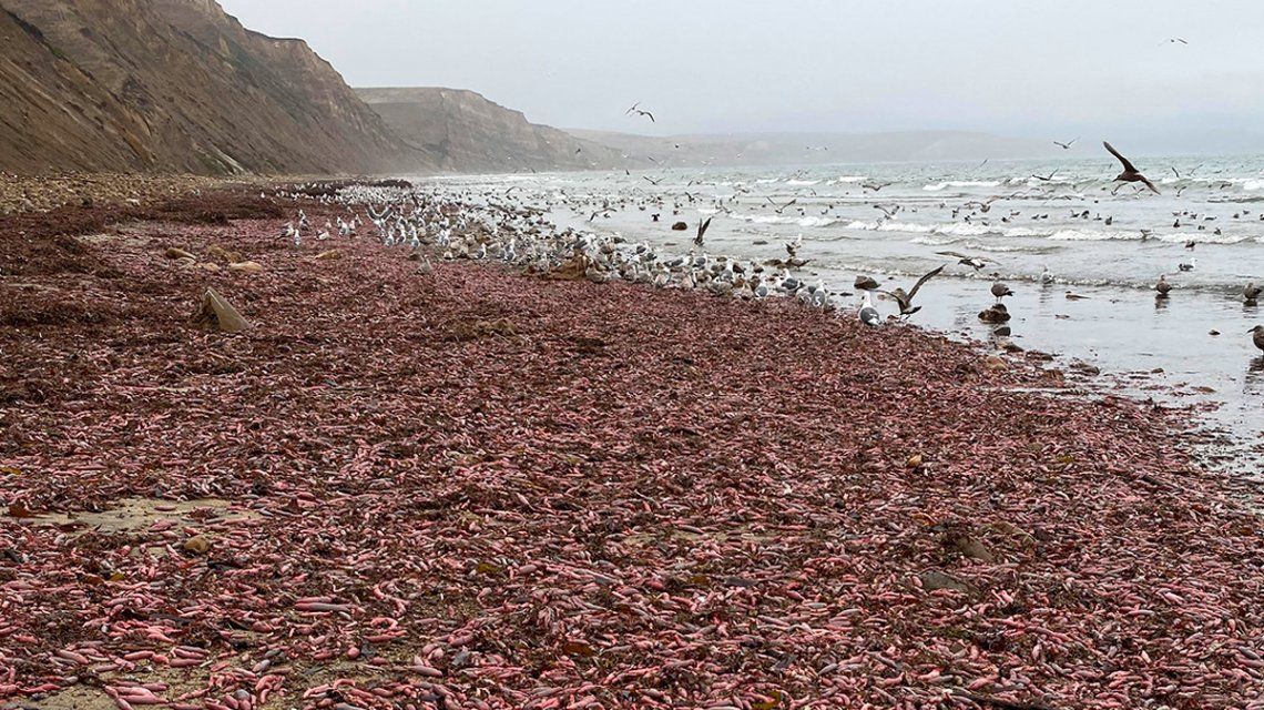 Impresionante invasión de "peces pene" en las playas de California