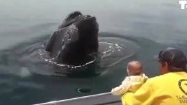 El tierno video de una bebé jugando con una ballena en Chubut El tierno video de una bebé jugando con una ballena en Chubut