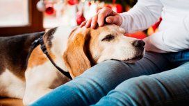 ¿Cómo cuidar a tus mascotas de la pirotecnia durante Nochebuena? ¿Cómo cuidar a tus mascotas de la pirotecnia durante Nochebuena?