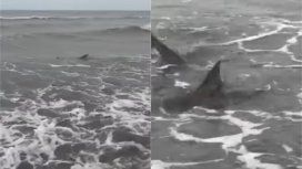¿Por qué el tiburón que apareció en Monte Hermoso se acercó tanto a la playa? ¿Por qué el tiburón que apareció en Monte Hermoso se acercó tanto a la playa?