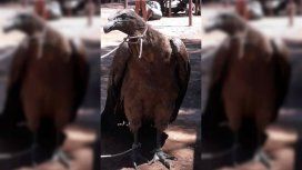 Rescataron en Salta a un cóndor que estaba atado en un taller mecánico Rescataron en Salta a un cóndor que estaba atado en un taller mecánico