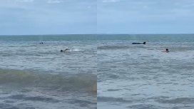 VIDEO: Después de los tiburones VIDEO: Después de los tiburones
