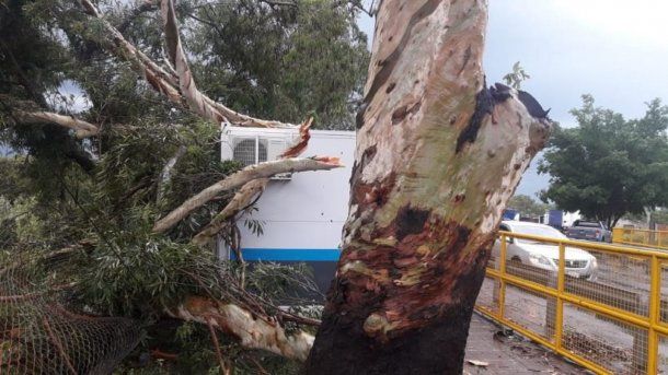 El fuerte temporal dejó árboles caídos. Foto: Noticias del 6