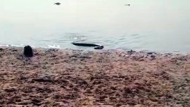 Temor y estupor en Paraná por la aparición de una anaconda amarilla en la playa Temor y estupor en Paraná por la aparición de una anaconda amarilla en la playa