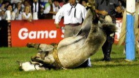 Jesús María: un jinete se rompió la mandíbula y hay marchas contra el maltrato animal Jesús María: un jinete se rompió la mandíbula y hay marchas contra el maltrato animal