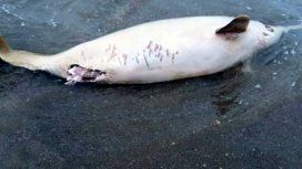 Encontraron muerto a un delfín en las costas de Mar del Plata Encontraron muerto a un delfín en las costas de Mar del Plata