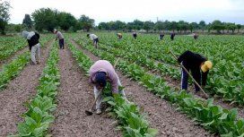 Trabajadores rurales recibirán el aumento de 4 mil pesos dispuesto por decreto Trabajadores rurales recibirán el aumento de 4 mil pesos dispuesto por decreto