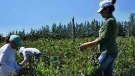 Según datos oficiales apenas el 17% de los trabajadores rurales está debidamente registrado Según datos oficiales apenas el 17% de los trabajadores rurales está debidamente registrado