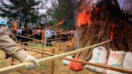 Indonesia: quemaron tres toneladas de marihuana y drogaron a todo un pueblo Indonesia: quemaron tres toneladas de marihuana y drogaron a todo un pueblo