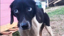 Rescatan a 45 perros y 25 gatos de una casa de La Plata: estaban desnutridos y en cautiverio Rescatan a 45 perros y 25 gatos de una casa de La Plata: estaban desnutridos y en cautiverio
