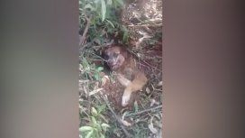 Crueldad pura: rescataron a un perro que fue enterrado vivo por sus dueños Crueldad pura: rescataron a un perro que fue enterrado vivo por sus dueños
