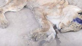 Tristeza: murió una de las leonas desnutridas en un zoológico de Sudán Tristeza: murió una de las leonas desnutridas en un zoológico de Sudán