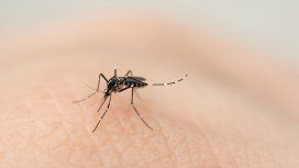 Ya hay 152 casos de dengue en la provincia de Buenos Aires Ya hay 152 casos de dengue en la provincia de Buenos Aires