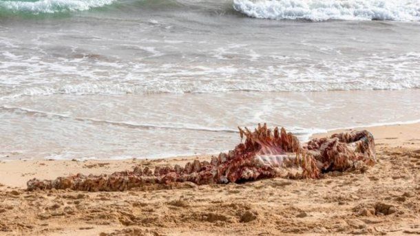 Pocos días después apareció un cadáver destripado en la playa