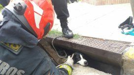 Bomberos de la Ciudad rescataron a dos perritos que cayeron en una alcantarilla Bomberos de la Ciudad rescataron a dos perritos que cayeron en una alcantarilla