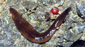 Un gusano argentino se convirtió en una especie invasora en Francia Un gusano argentino se convirtió en una especie invasora en Francia