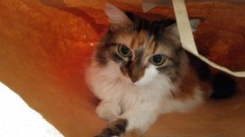 Hoy es el Día Internacional del Gato: ¿qué se conmemora en esta fecha? Hoy es el Día Internacional del Gato: ¿qué se conmemora en esta fecha?