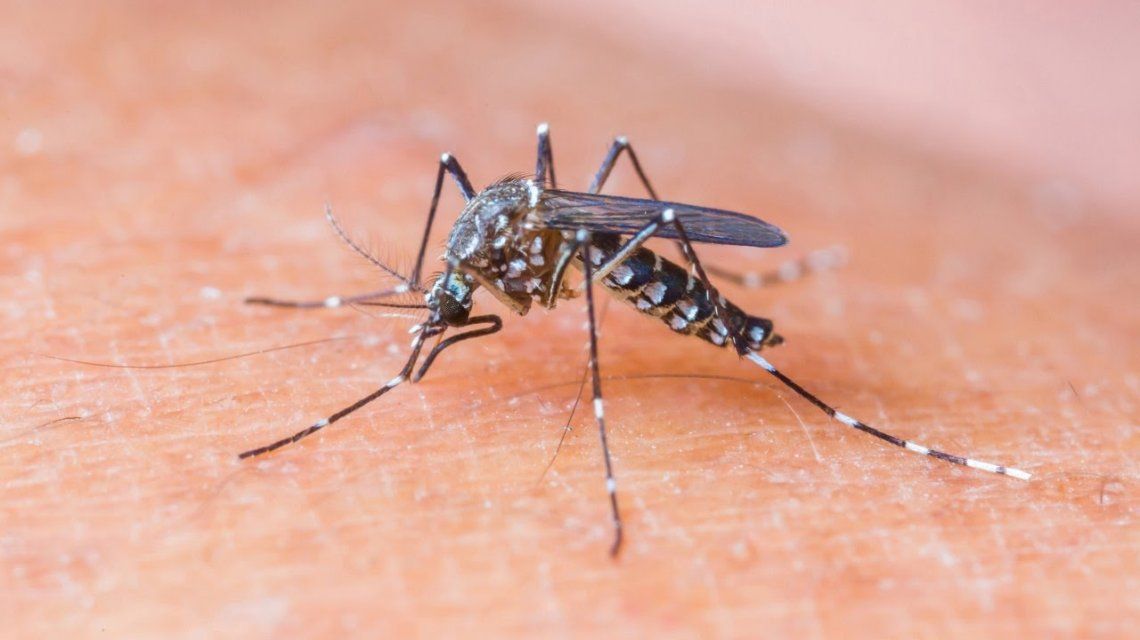 Que Aportan Los Mosquitos Al Mundo