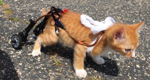 Los videos de Mac’n’Cheez son el viral del momento