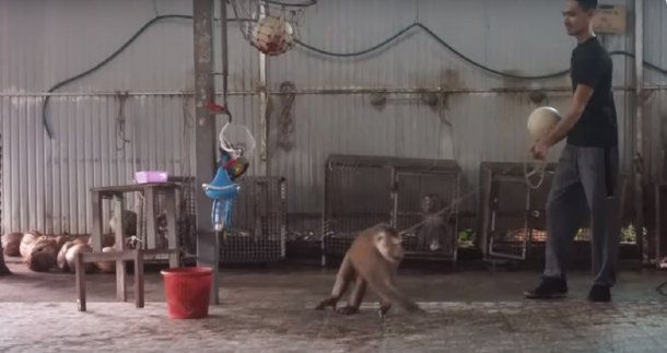 El maltrato animal a un mono en Tailandia que se hizo viral