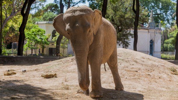 La elefanta Mara será trasladada a Brasil en los próximos días