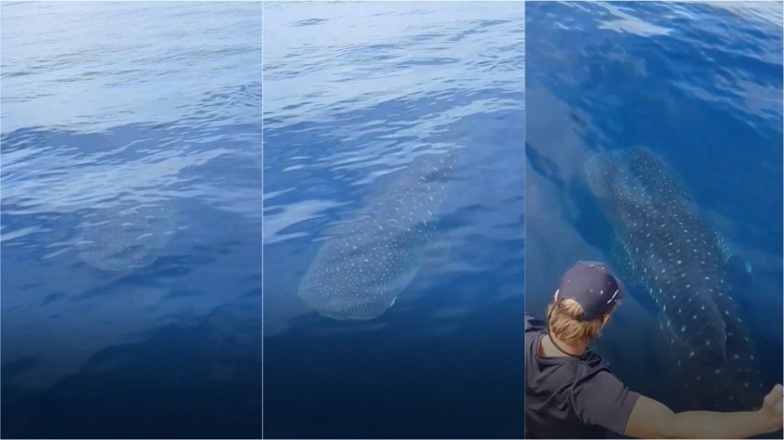 Video viral en Nueva Zelanda: el pez más grande del mindo