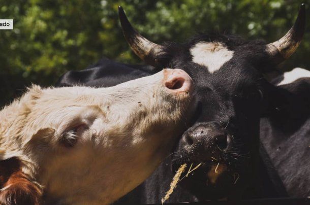 Animales rescatados en el Santuario los salvajes